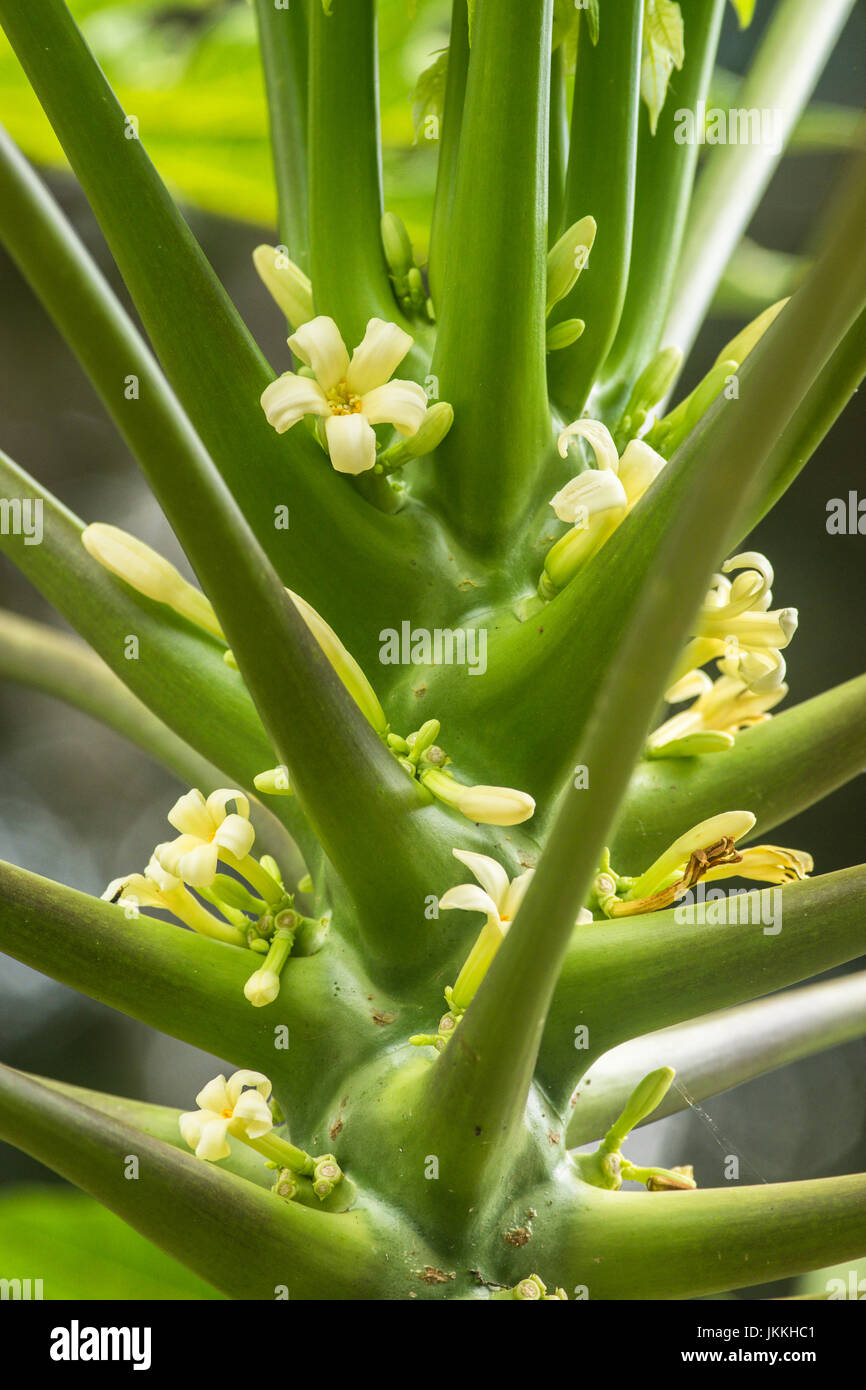 Papaya tree with flowers Stock Photo Alamy