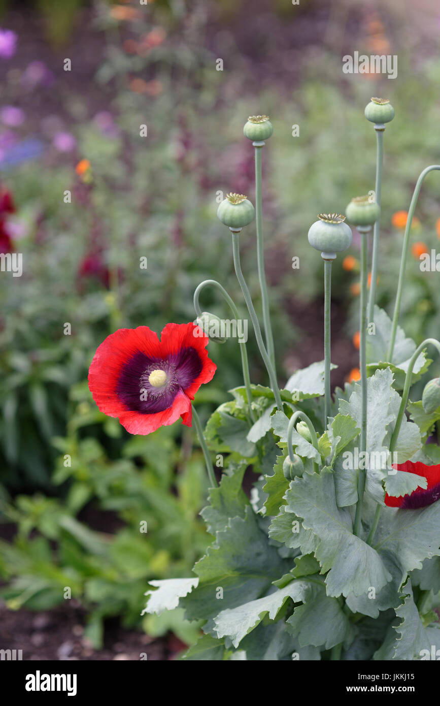 Poppy Seed Heads High Resolution Stock Photography and Images Alamy