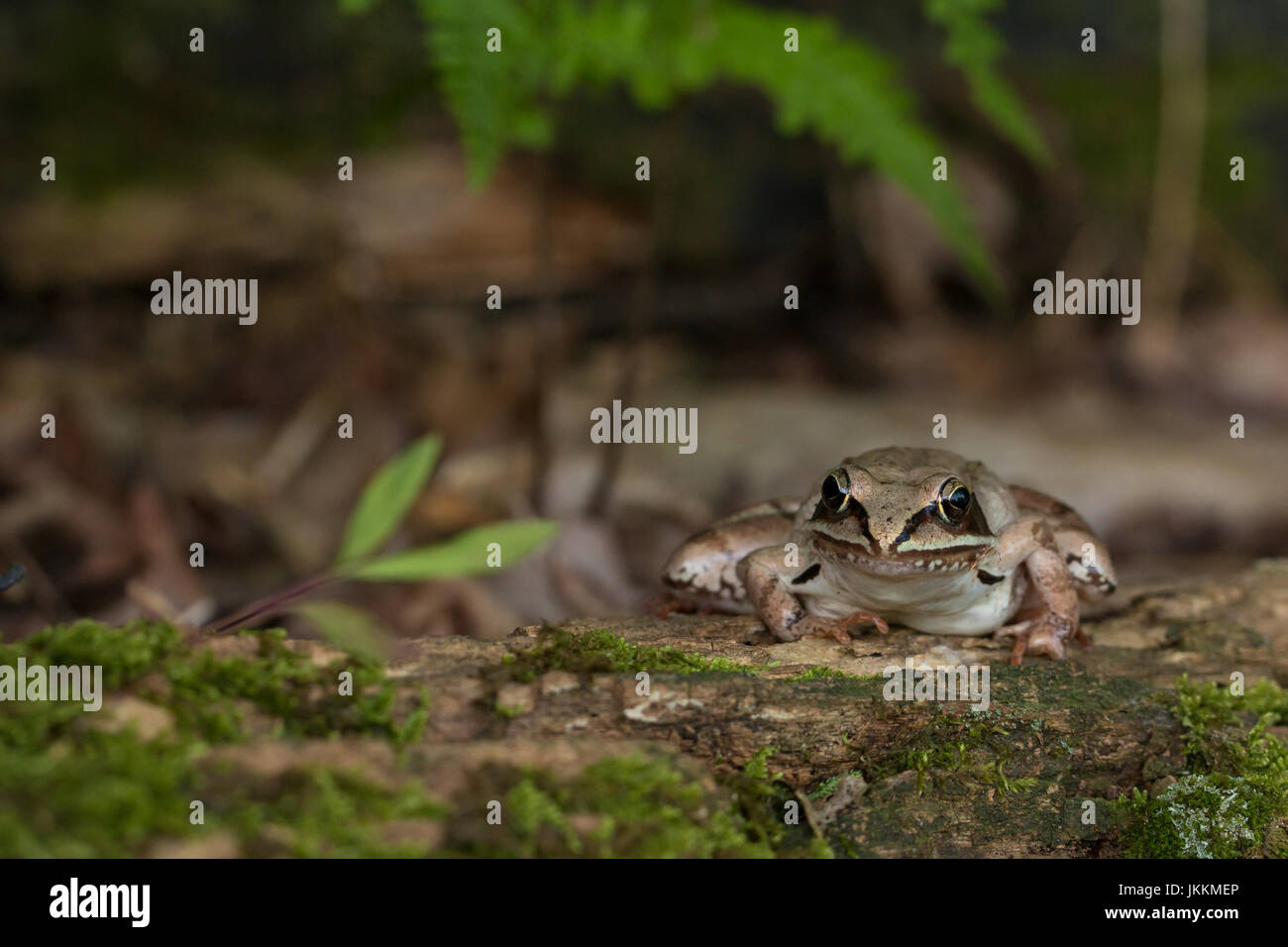 Wood frog Rana sylvatica Stock Photo Alamy