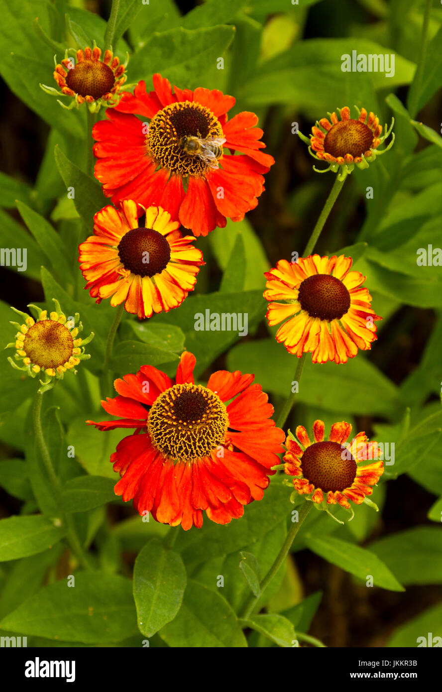 Cluster of vivid orange / red flowers of Helenium 'Mardi Gras' against a background of green foliage Stock Photo