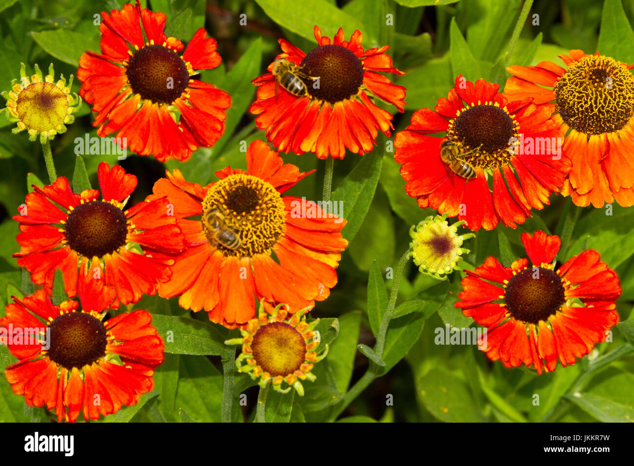 Cluster of vivid orange / red flowers of Helenium 'Sahin's Early Flowerer' against a background of green foliage Stock Photo