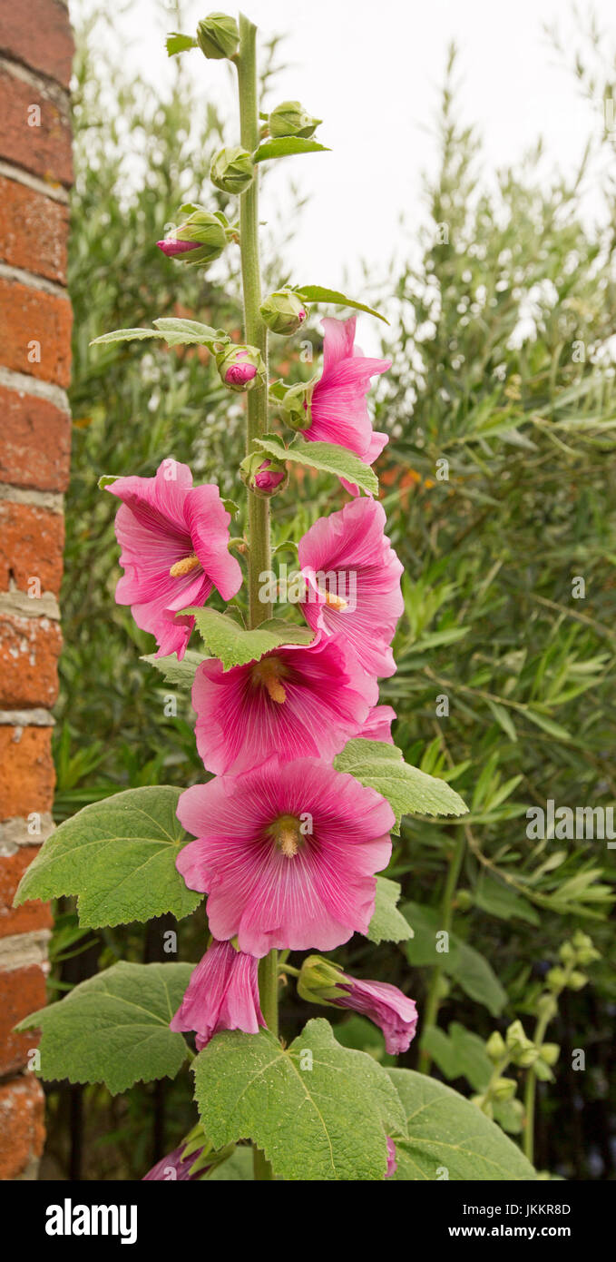110cm Pink Artificial Wild Summer Flowers Hollyhocks Tall Faux Silk Hollyhock 