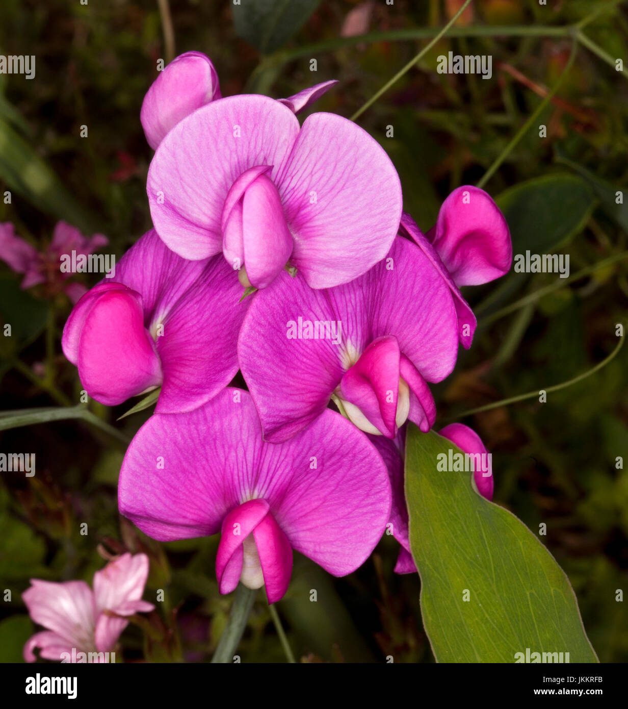 Cluster of vivid pink flowers of broadleafed everlasting pea, Lathyrus