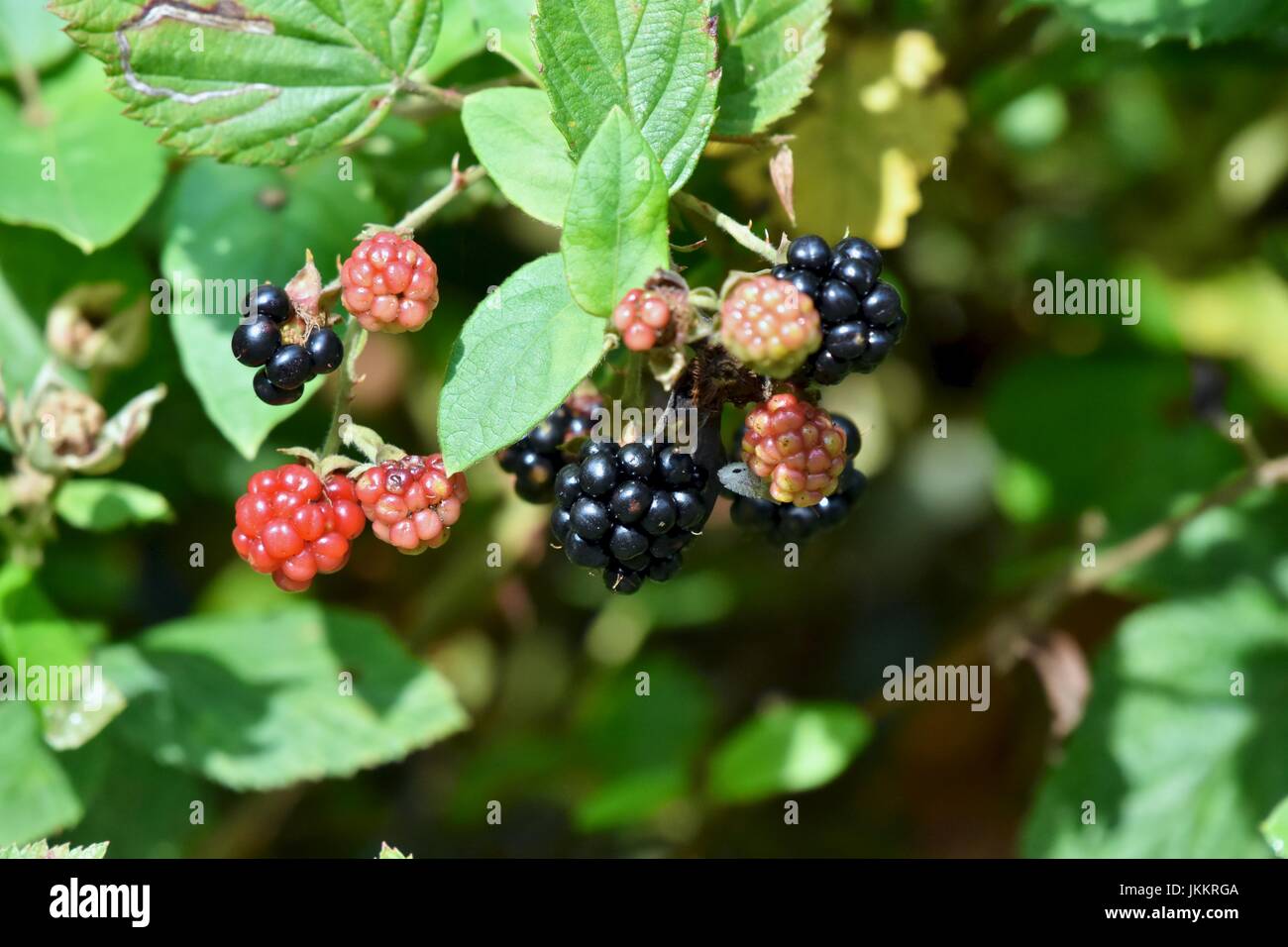 Blackberry plant hires stock photography and images Alamy