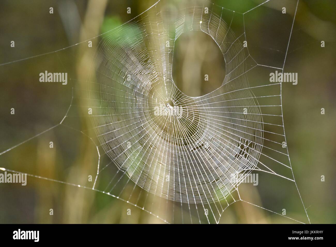 Spider (Araneae) web Stock Photo