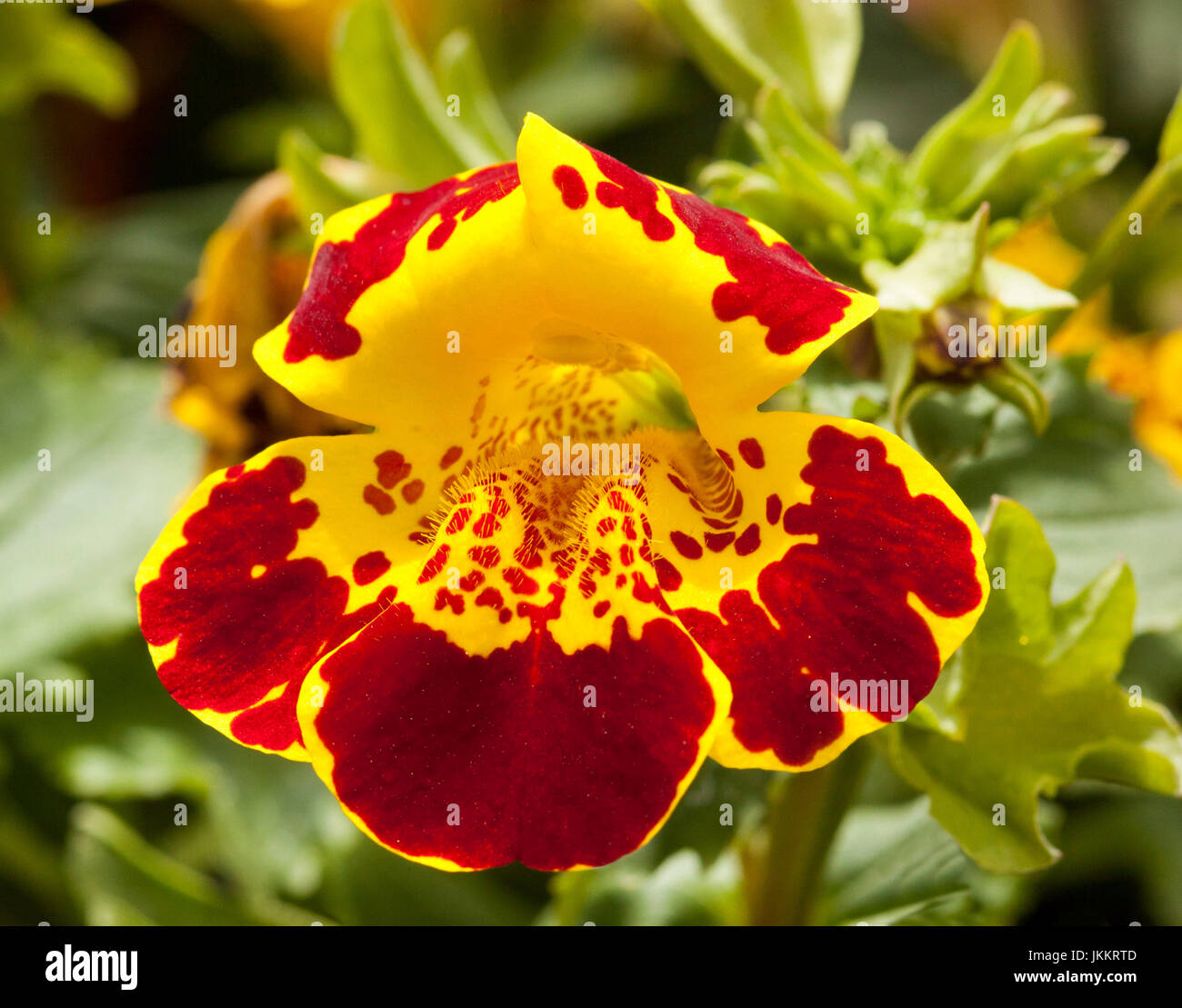 Stunning dark red flowers speckled with yellow of Mimulus Masterpiece, monkey flower, a perennial bedding plant, on background of green leaves Stock Photo