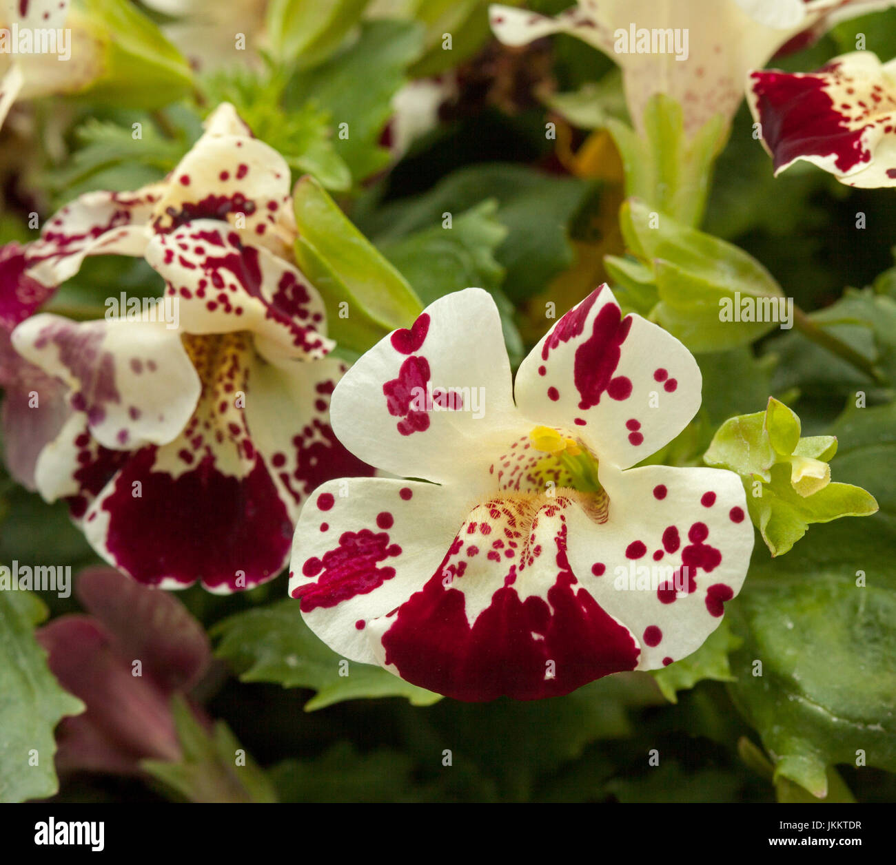 Stunning white flowers speckled with dark red of Mimulus Masterpiece, monkey flower, a perennial bedding plant, on background of green leaves Stock Photo