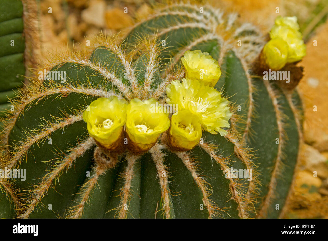Notocactus magnificus with yellow green body, symmetrical rows of golden spines, and cluster of yellow flowers Stock Photo