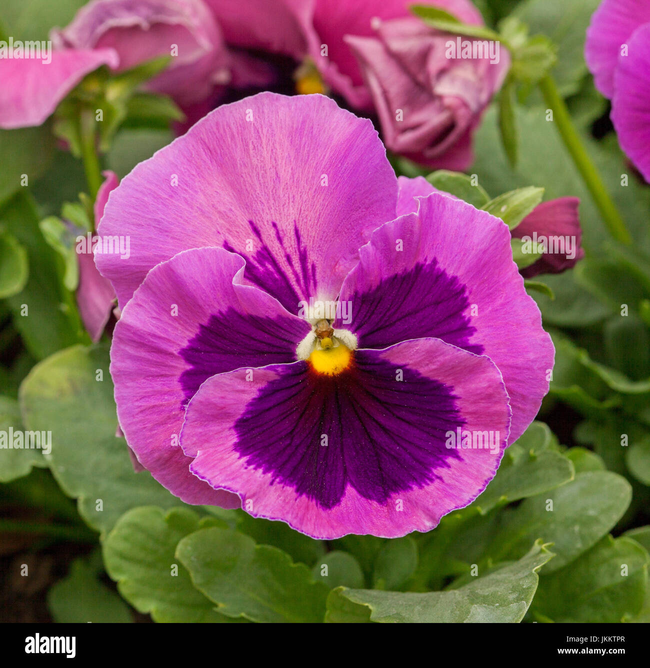 pink pansy flower