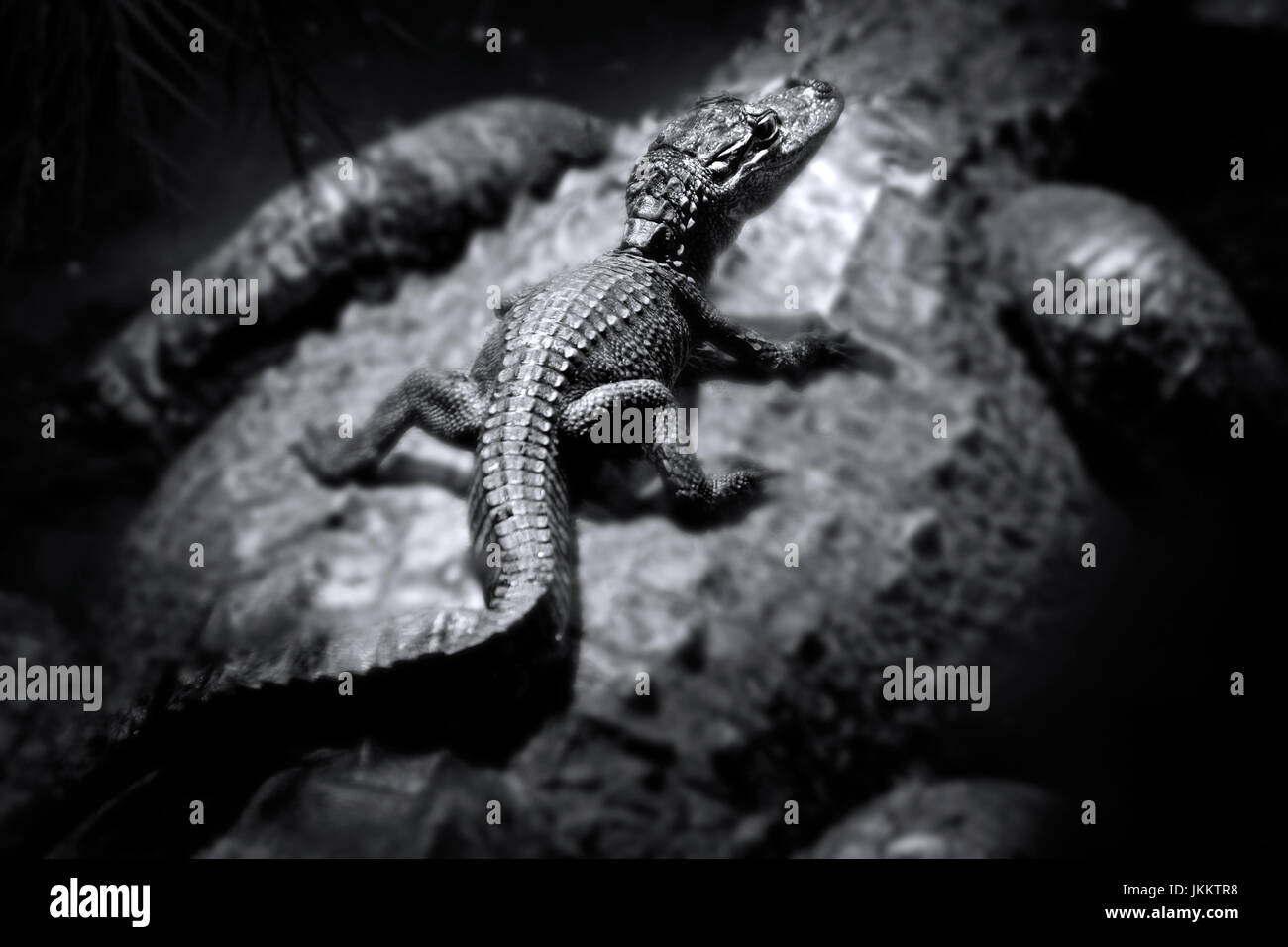 Cute Baby Alligator Stock Photos Cute Baby Alligator Stock Images
