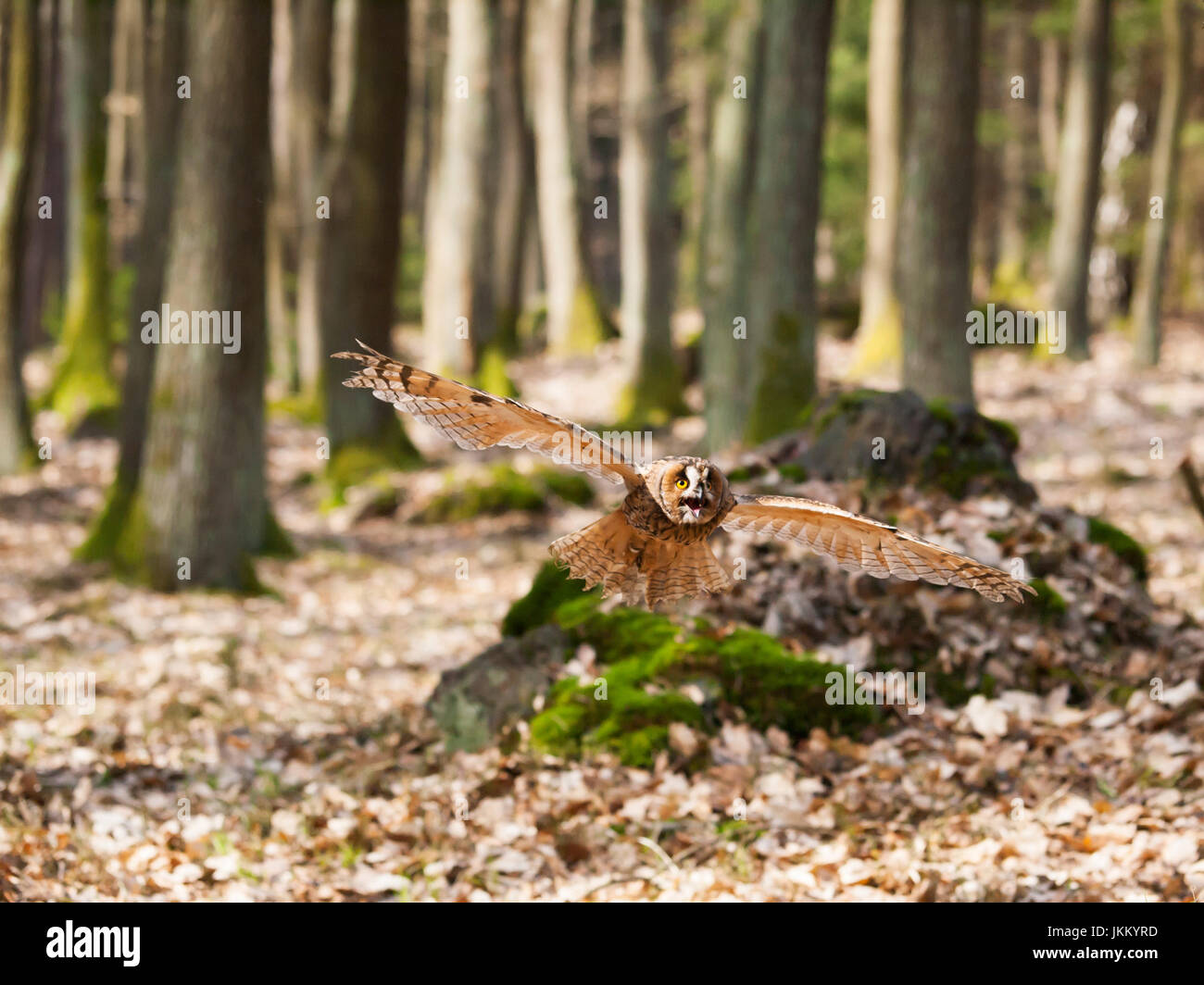 Portrait of long-eared owl with spreaded wings out - Asio otus Stock Photo