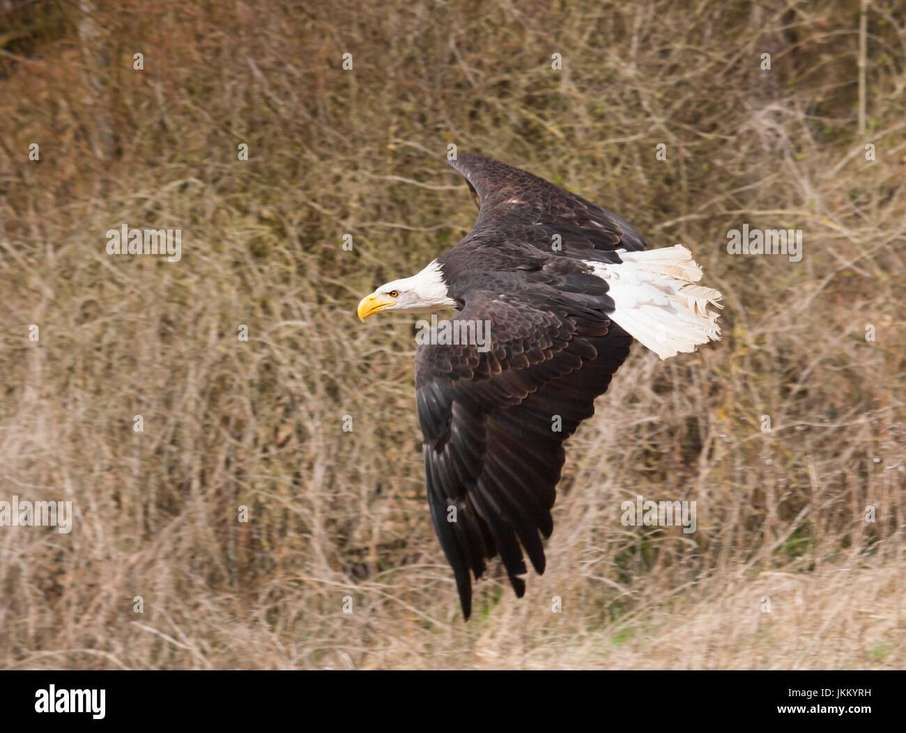 White headed raptor hi-res stock photography and images - Alamy