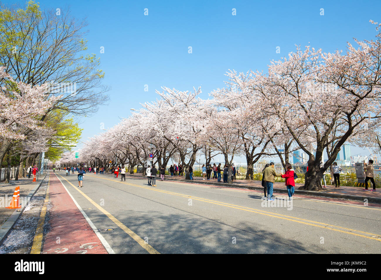 Cherry Blossom Festival in spring at Yeouido park Stock Photo Alamy