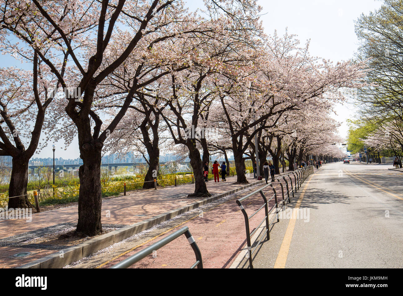 Cherry Blossom Festival in spring at Yeouido park Stock Photo Alamy