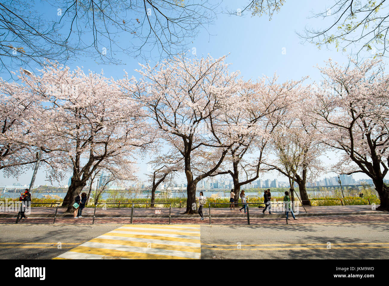 Cherry Blossom Festival in spring at Yeouido park Stock Photo