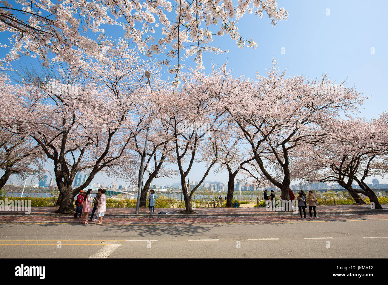 Cherry Blossom Festival in spring at Yeouido park Stock Photo Alamy