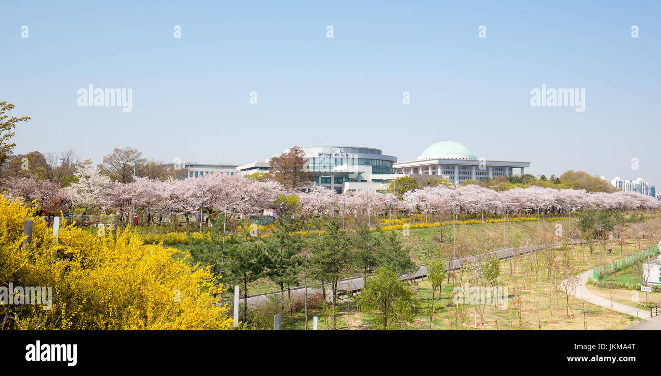 Cherry Blossom in Yeouido park Stock Photo