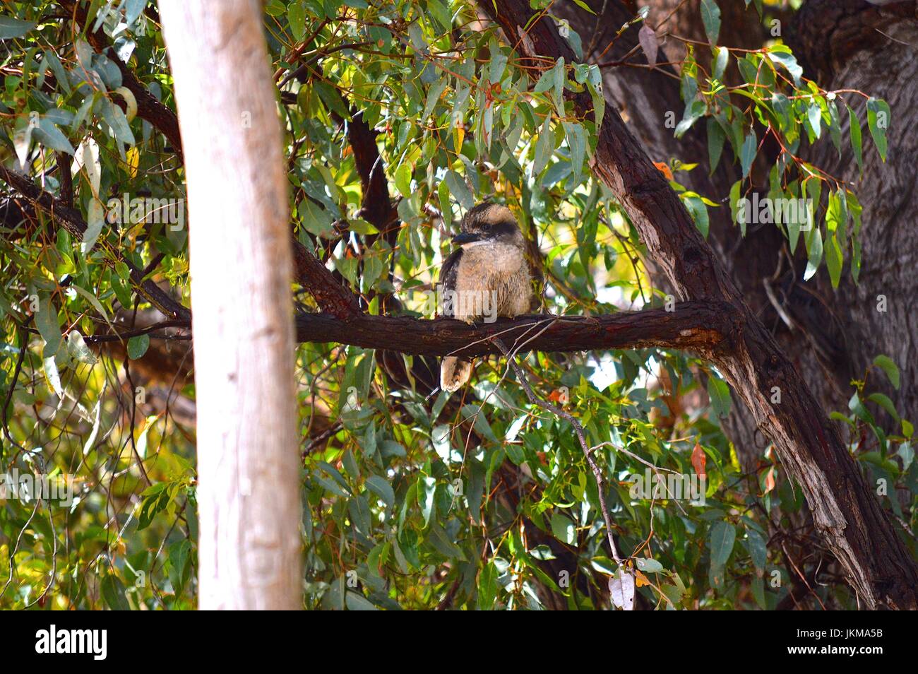 Fluffy, young kookaburra Stock Photo