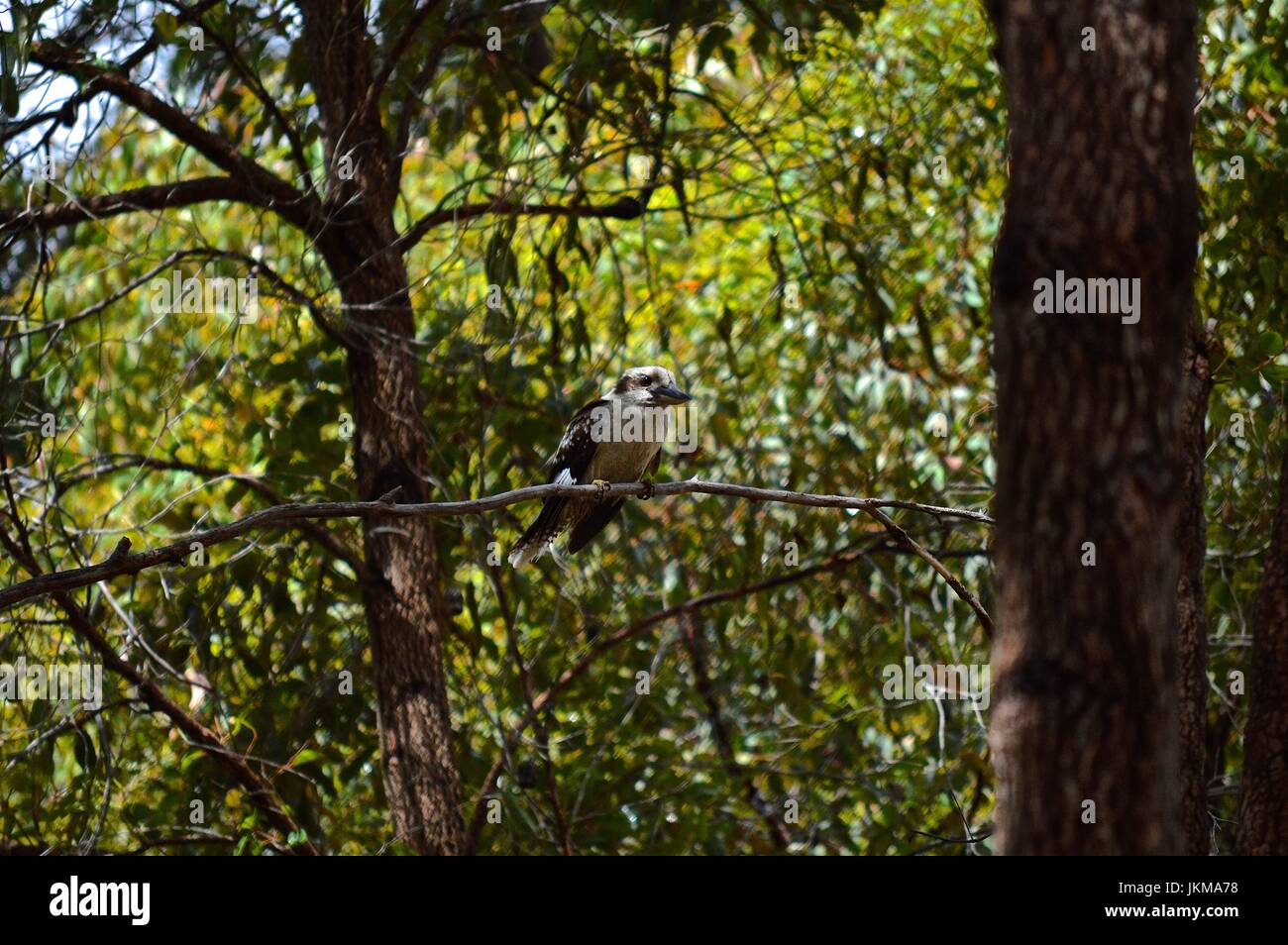 Kookaburra in a gumtree Stock Photo