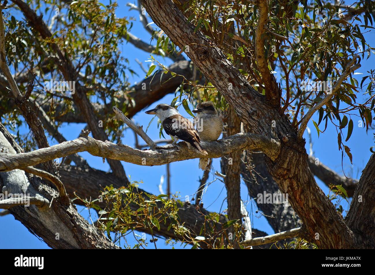 Parent kookaburra and it's chick in a tree together Stock Photo