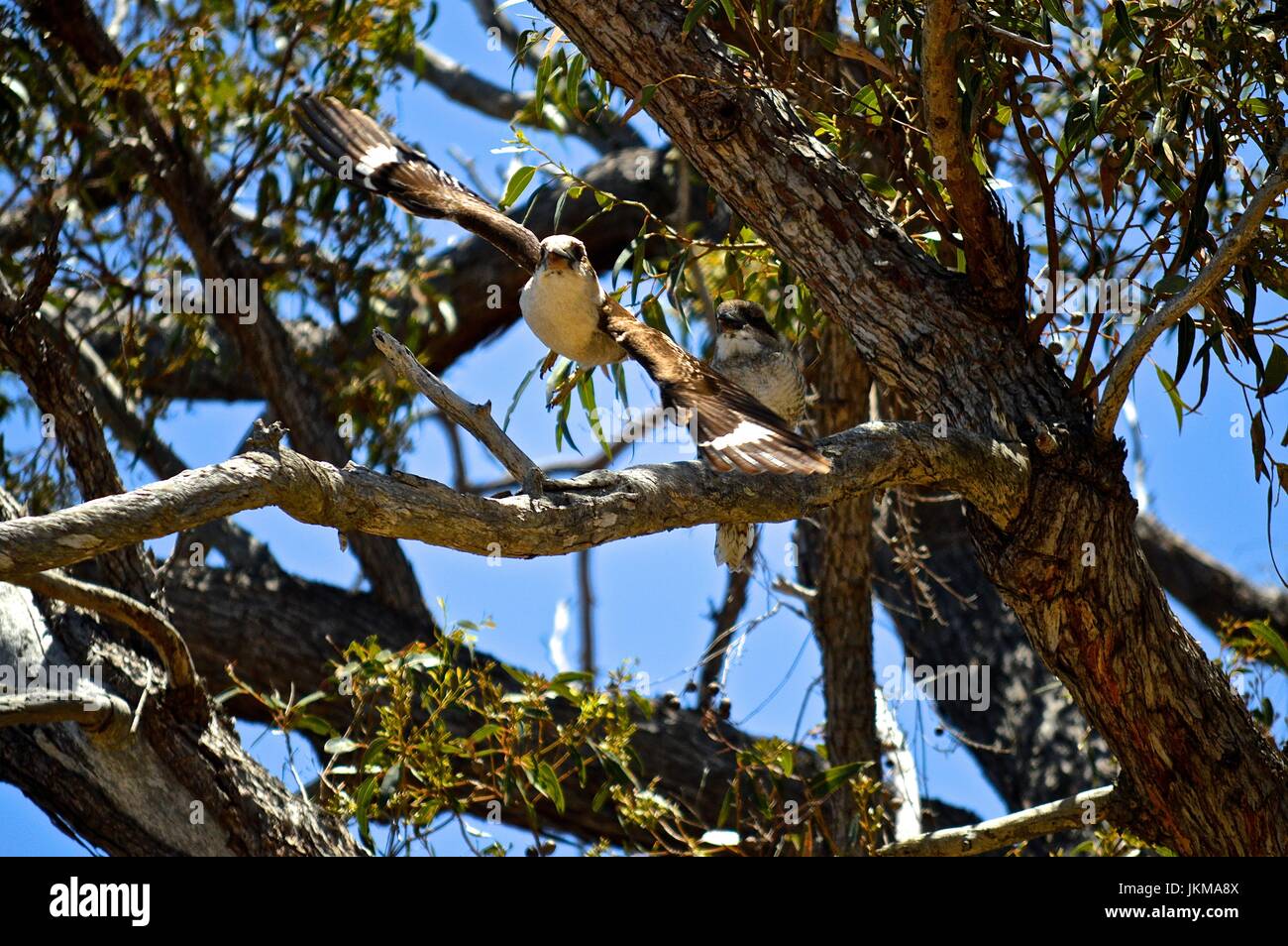 Parent kookaburra taking off from a tree, leaving its chick Stock Photo