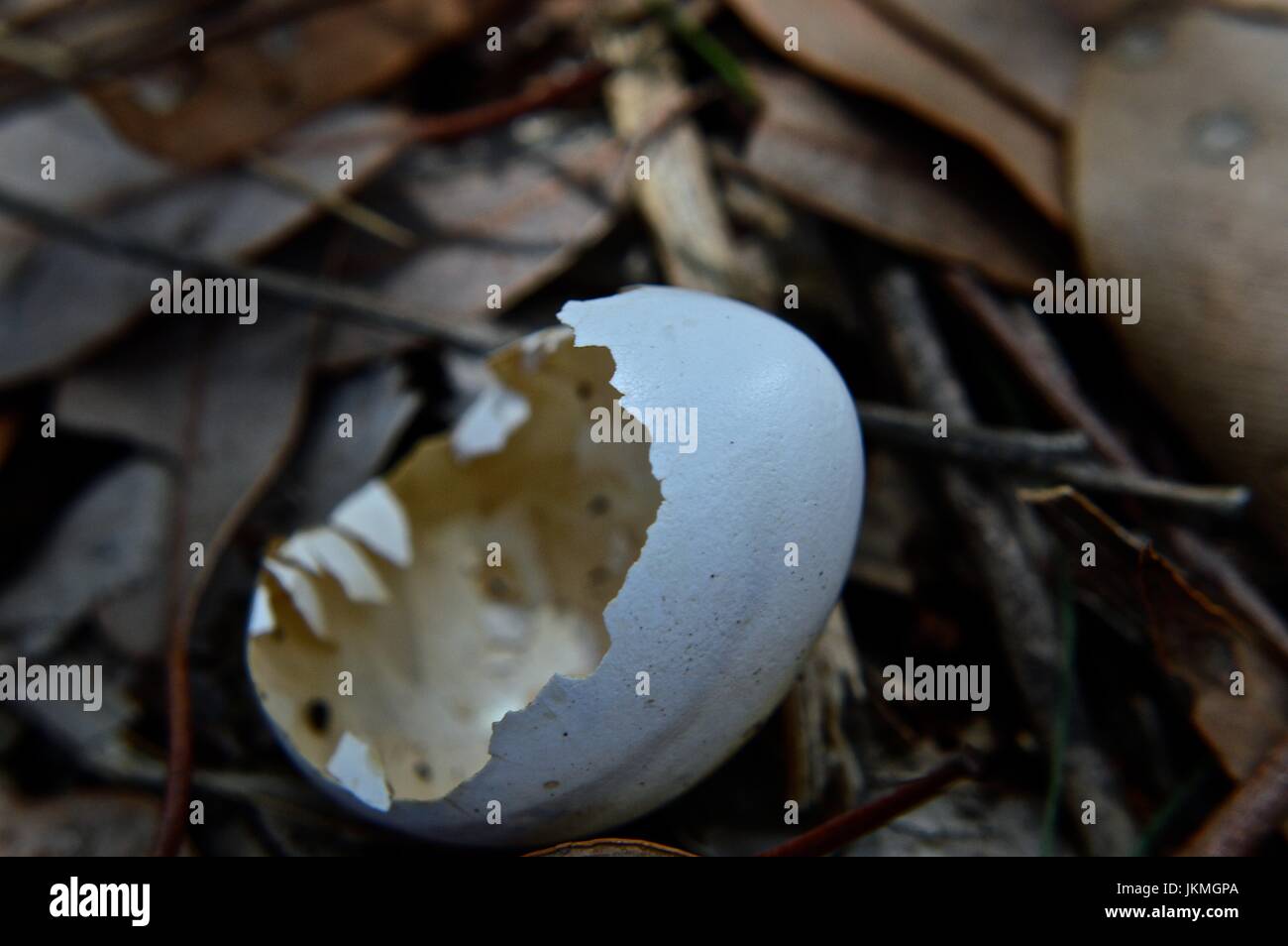 Broken egg shell Stock Photo