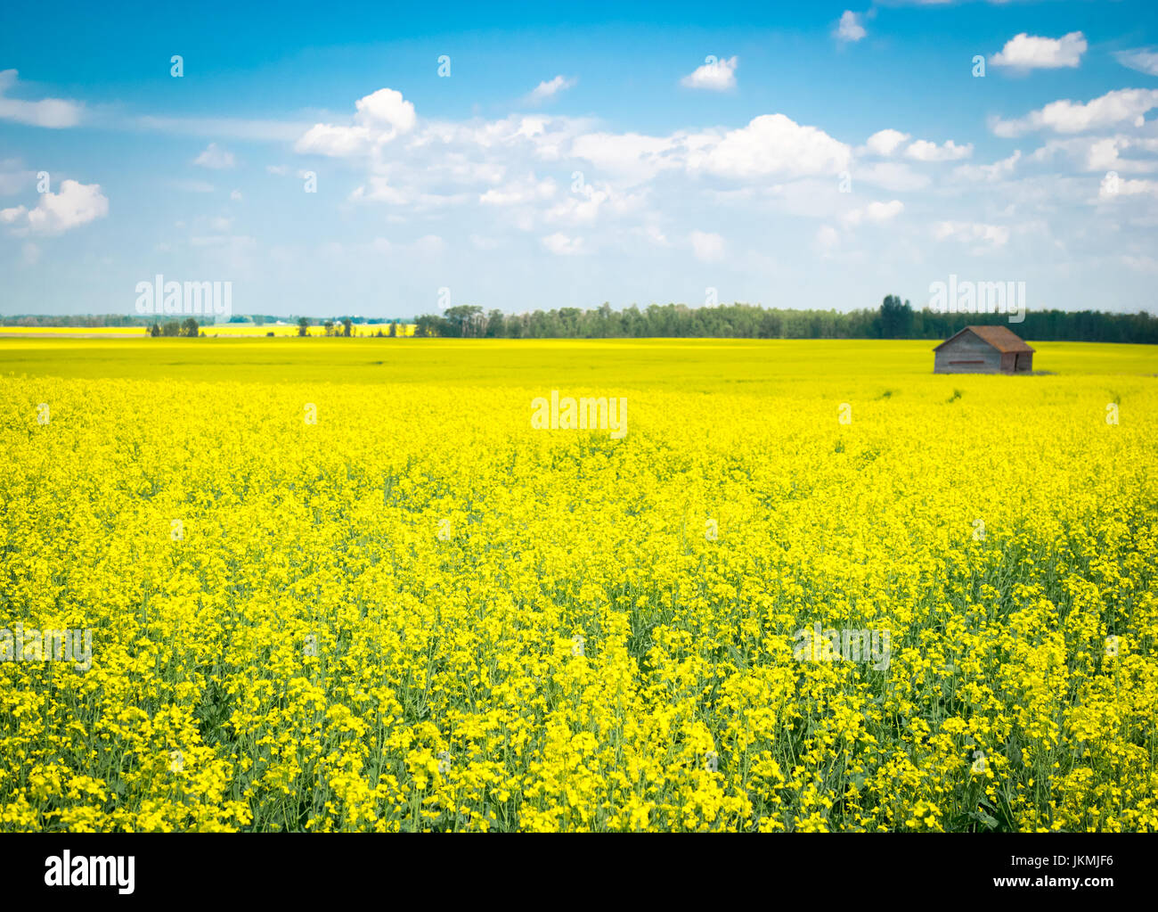 The brilliant yellow flowers of a canola field near Beaumont, Alberta, Canada. Stock Photo