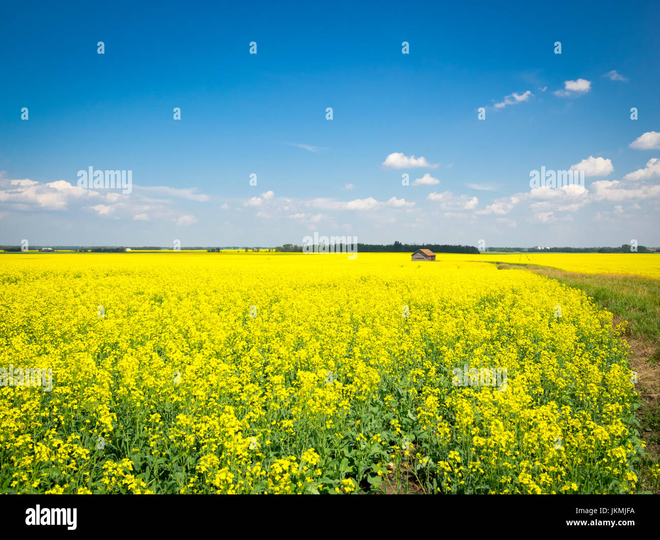 The brilliant yellow flowers of a canola field near Beaumont, Alberta, Canada. Stock Photo