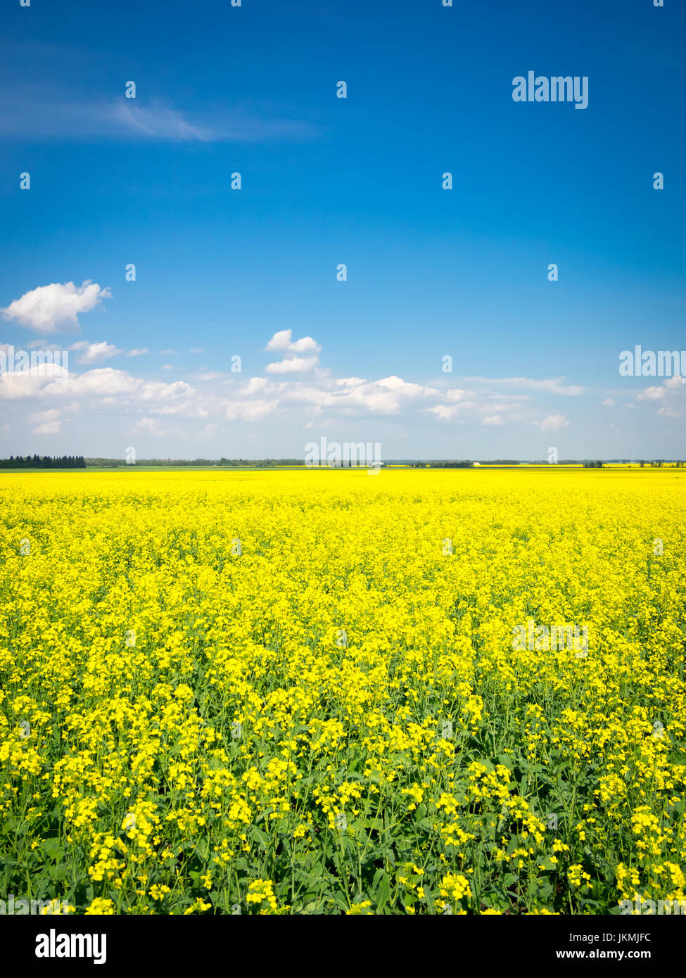 The brilliant yellow flowers of a canola field near Beaumont, Alberta, Canada. Stock Photo