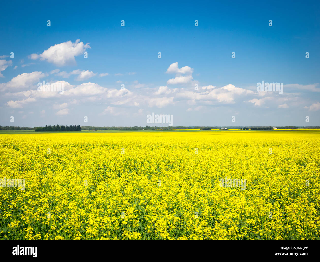 The brilliant yellow flowers of a canola field near Beaumont, Alberta, Canada. Stock Photo