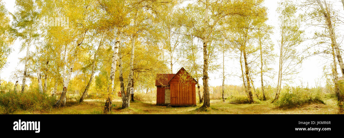 An intimate panorama view of autumn woodland in golden yellow colour with a wooden hut sits in the center of the scenic landscape. Xinjiang, China Stock Photo
