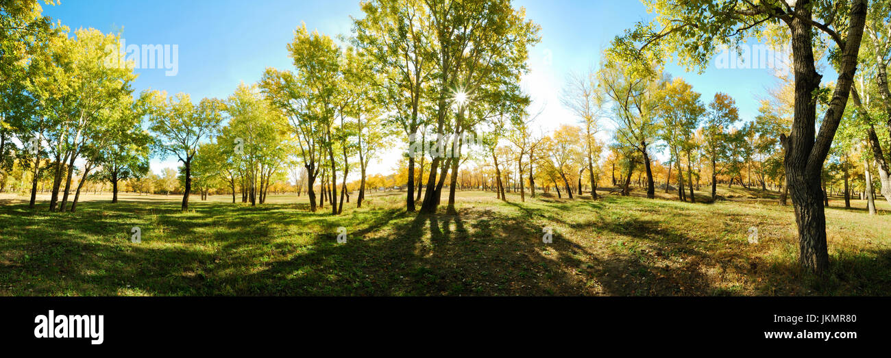 A spectacular morning panoramic view of countryside forest scenery surrounded by green autumn trees. Xinjiang Province in China. Stock Photo