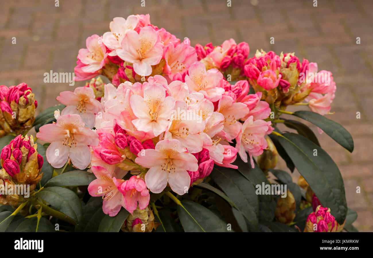 Panoramic view of cluster of stunning pale pink and apricot flowers and red buds of Rhododendron 'Golden Torch' Stock Photo