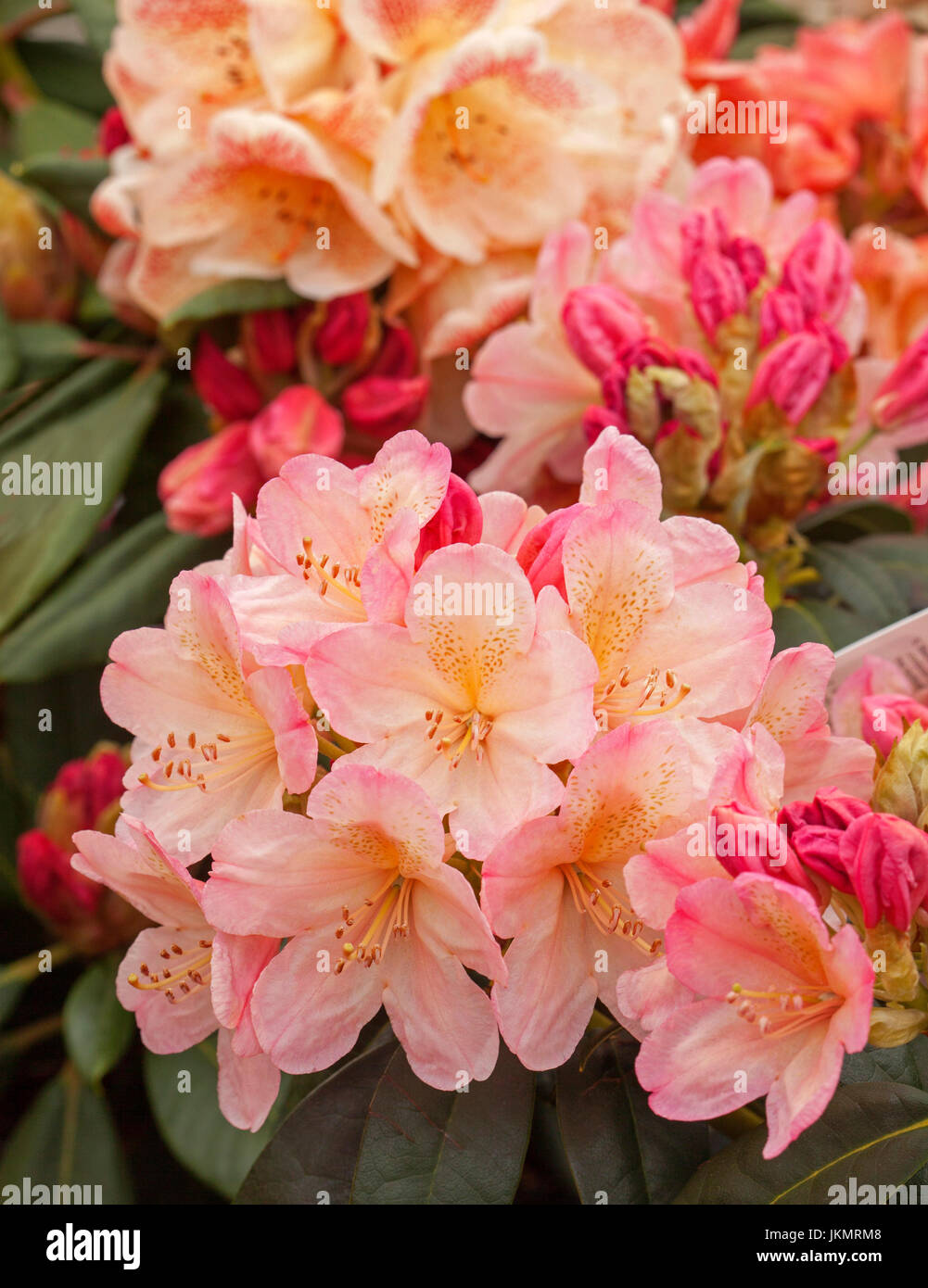 Cluster of stunning pale pink and apricot flowers and red buds of Rhododendron 'Golden Torch' Stock Photo