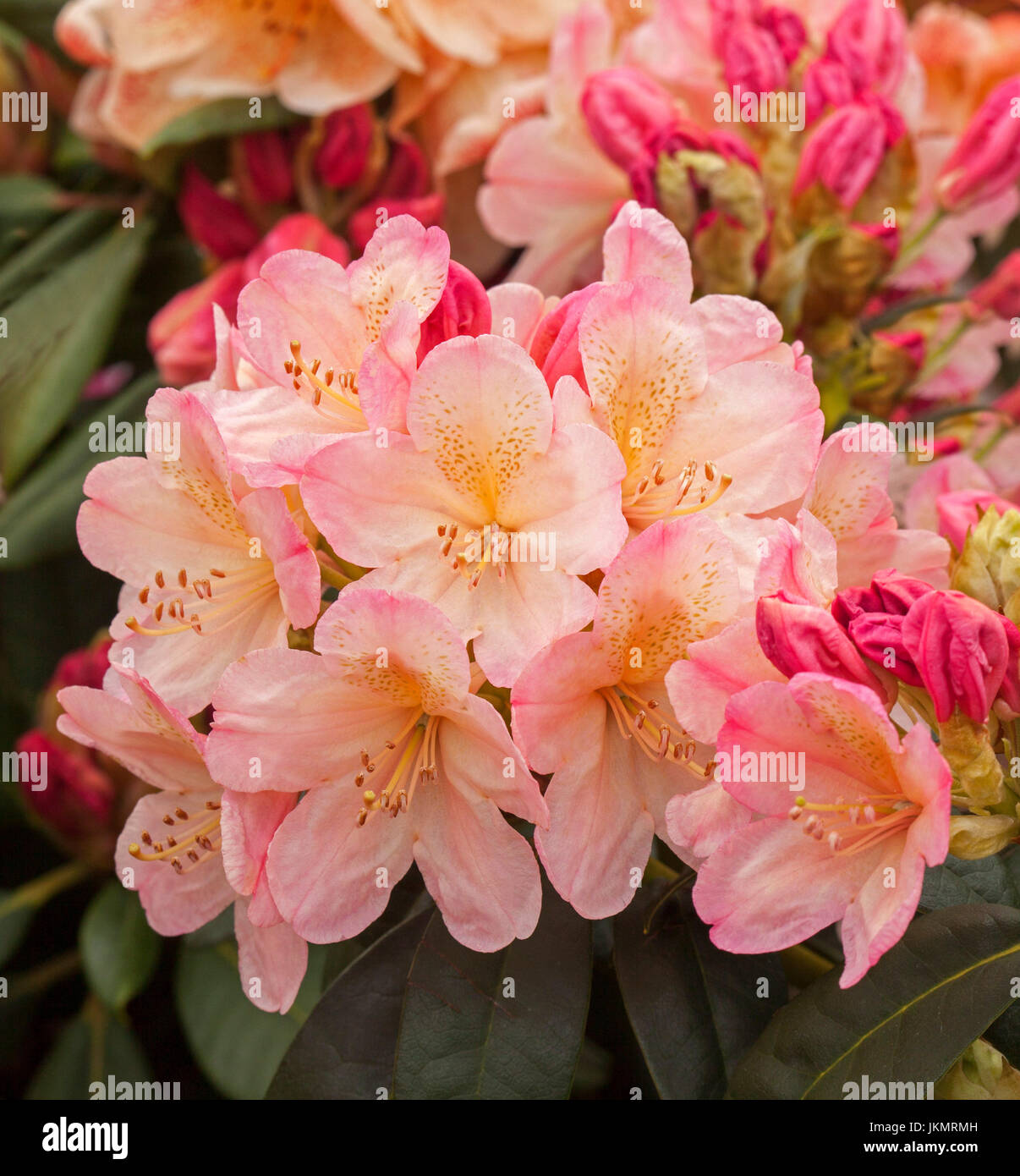 Cluster of stunning pale pink and apricot flowers and red buds of Rhododendron 'Golden Torch' Stock Photo