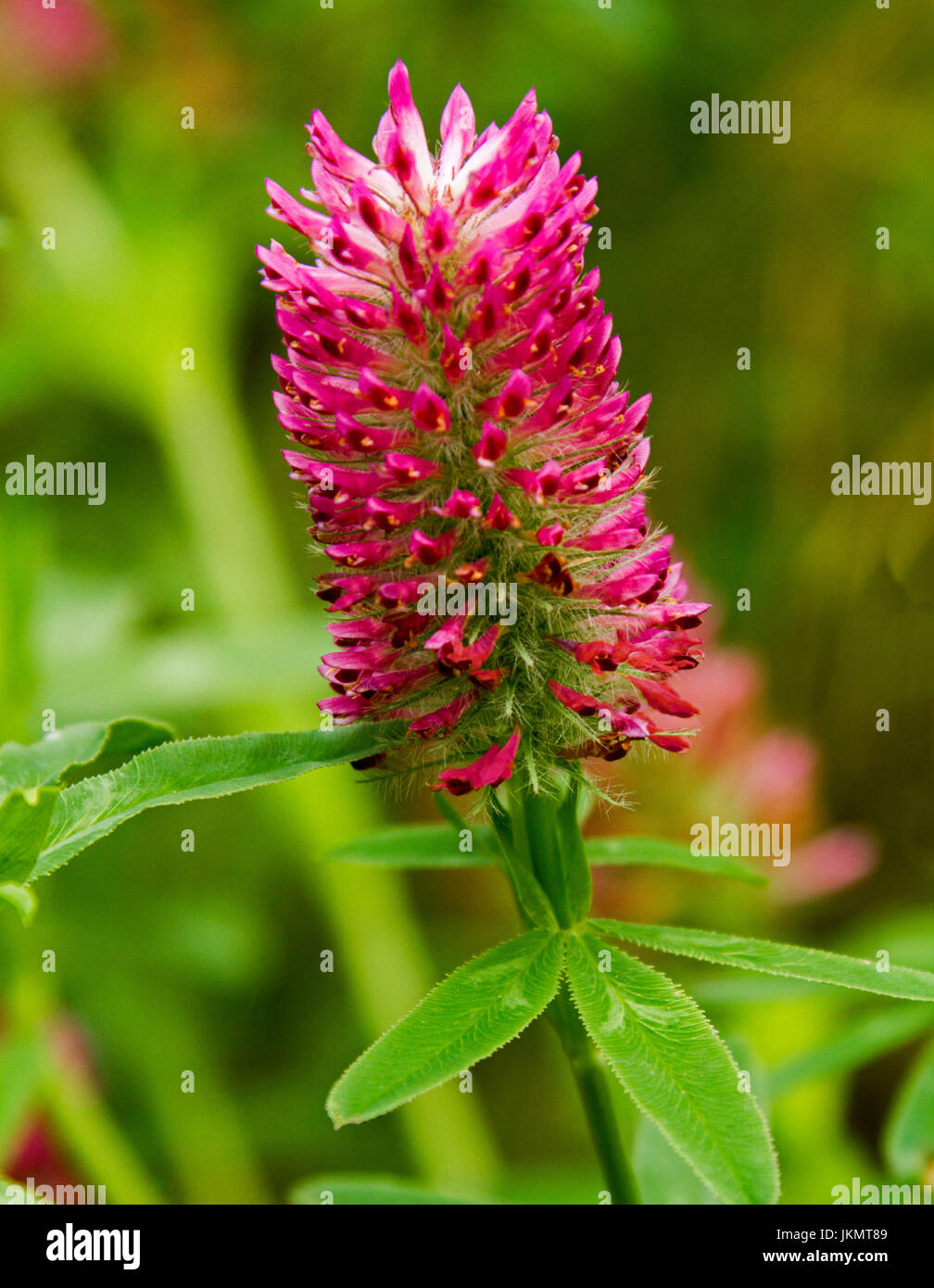 Bright red flower of Trifolium rubens, ornamental clover / red trefoil, with green leaves and against background of emerald foliage Stock Photo