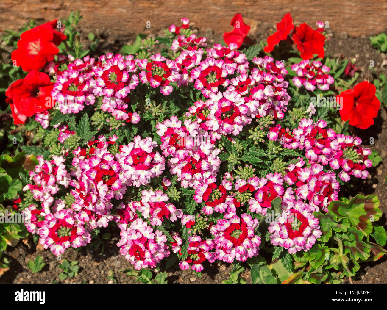Cluster of unusual and stunning red and white flowers of verbena, a low growing ground cover or rockery plant. Stock Photo
