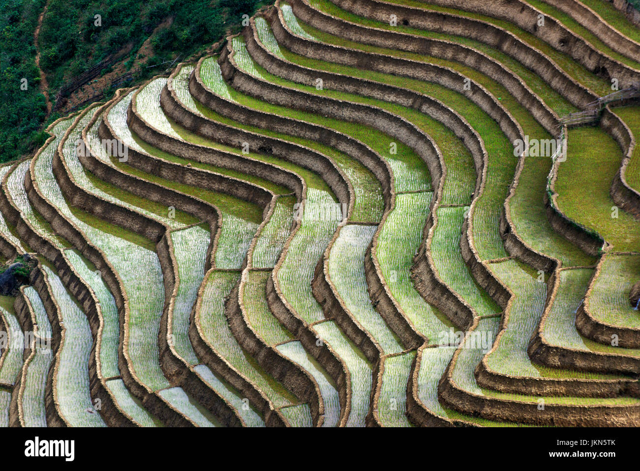 Scenic view of Rice paddies near Sapa, northern Vietnam. Stock Photo