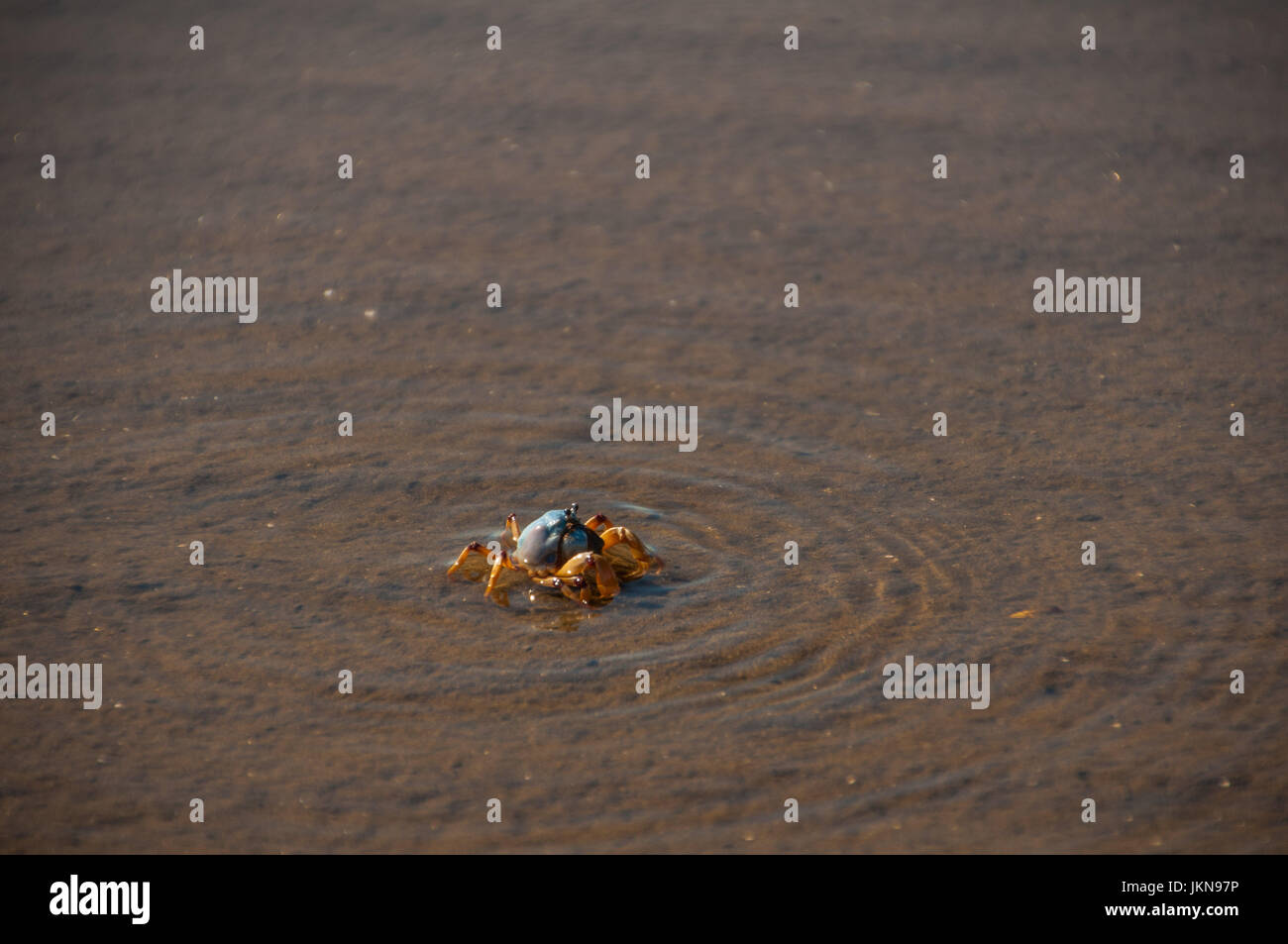 Helmet crab hi-res stock photography and images - Alamy