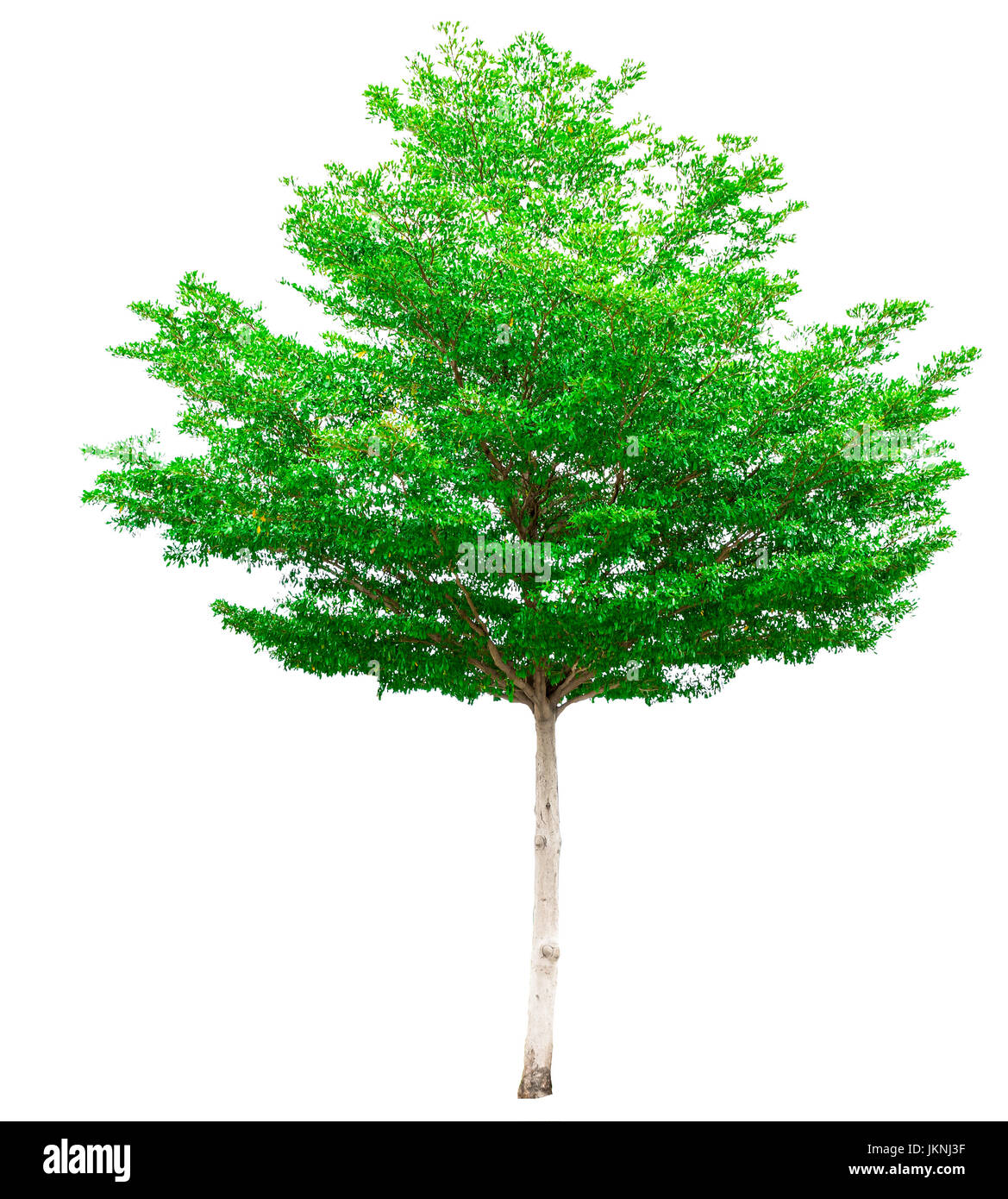 Green tree isolated on white background (Terminalia) Stock Photo
