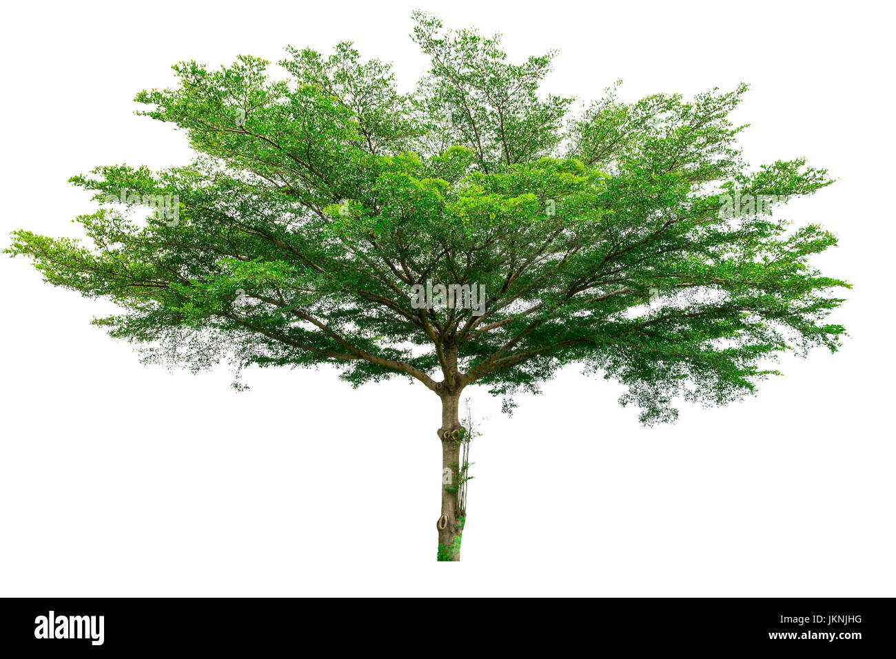 Green tree isolated on white background (Terminalia) Stock Photo