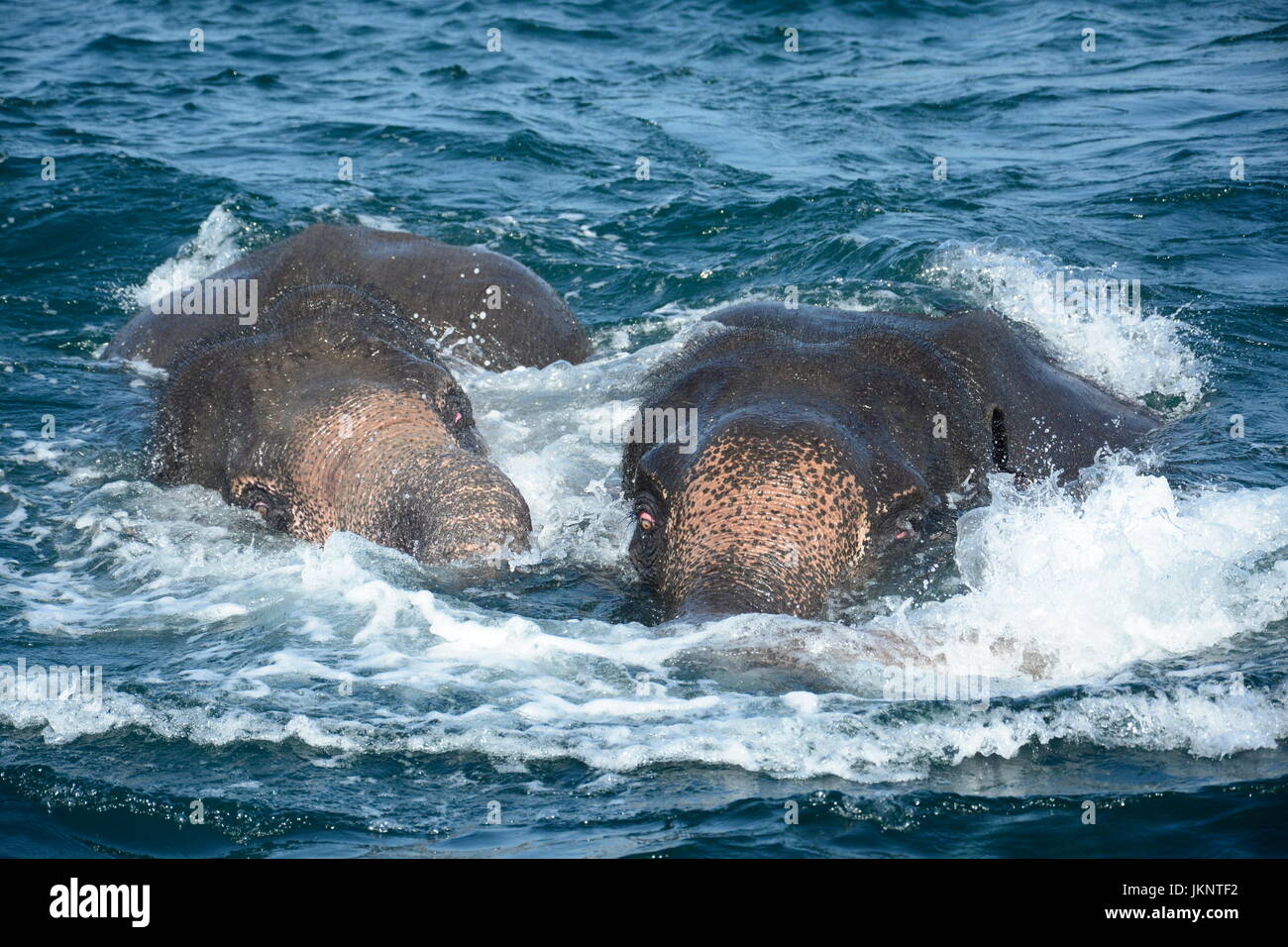 Trincomalee, Sri Lanka. 23rd July, 2017. Two elephants are seen in the sea in between Round Island and Foul Point in Trincomalee, in the east of Sri Lanka, July 23, 2017. Two elephants on Sunday were swept out to deep sea in the east of Sri Lanka. Responding to the situation, a combined rescue mission was launched by the navy and the officials from the Department of Wildlife in Trincomalee to save the two wild elephants. Credit: Xinhua/Alamy Live News Stock Photo