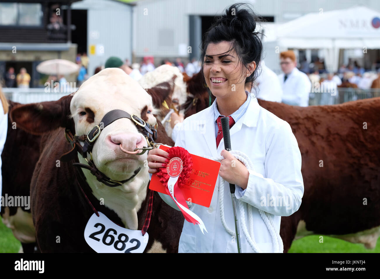 Builth Wells, Wales, UK. 24th July, 2017. Royal Welsh Show: Opening Day of the largest four day agricultural show in Wales. Judging has already begun in the cattle arena - shown here First Class winner in the Hereford Young Bull class. Photo Steven May / Alamy Live News Stock Photo