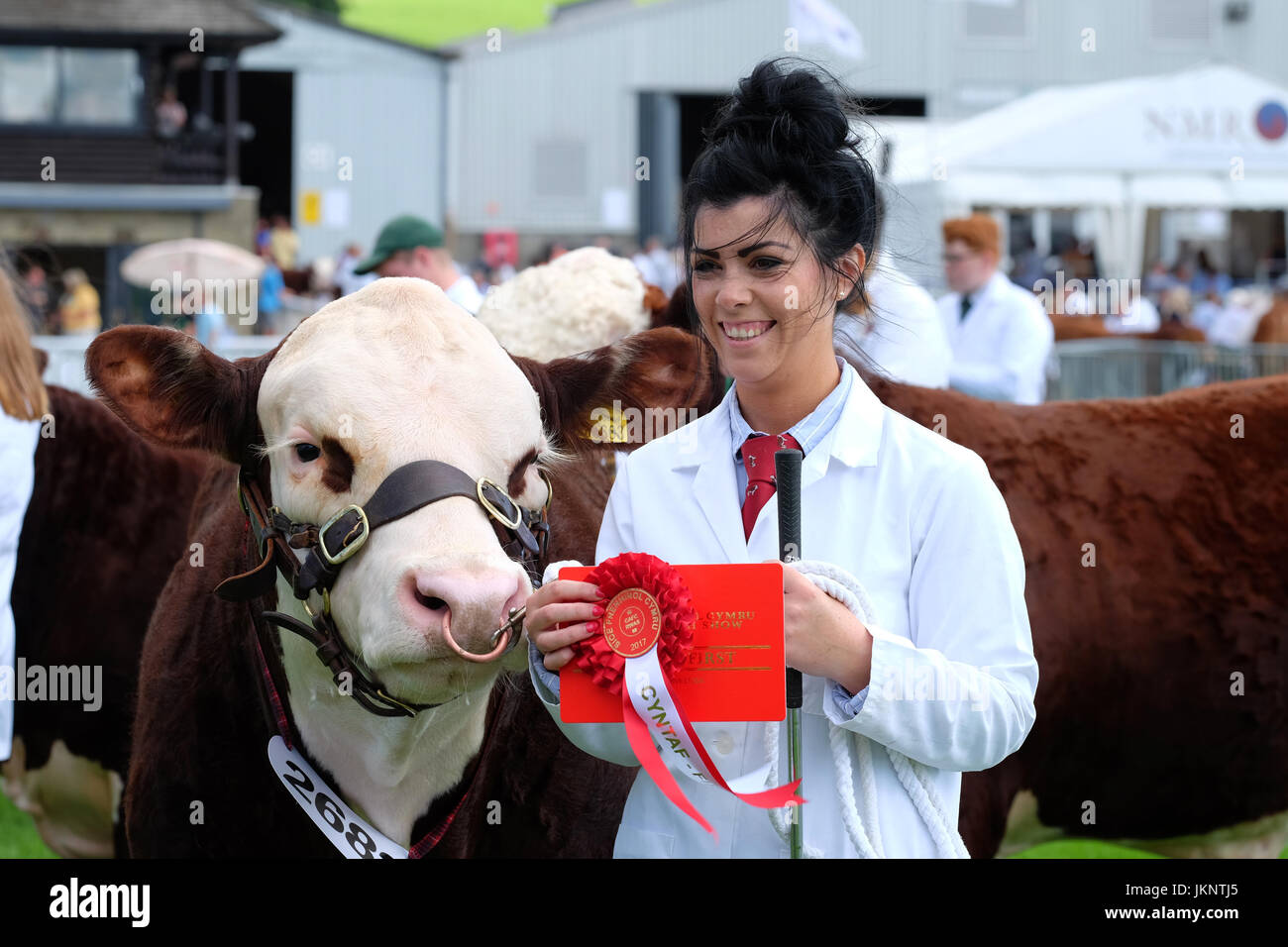Builth Wells, Wales, UK. 24th July, 2017. Royal Welsh Show: Opening Day of the largest four day agricultural show in Wales. Judging has already begun in the cattle arena - shown here First Class winner in the Hereford Young Bull class. Photo Steven May / Alamy Live News Stock Photo