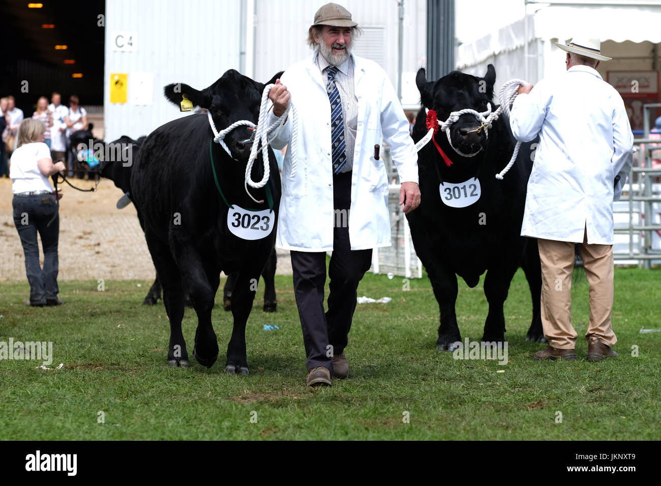 Builth Wells, Wales, UK. 24th July, 2017. Royal Welsh Show - Monday 24th July 2017 - Rosielee an Aberdeen Angus heifer prepares to enter the show ring for judging at the Royal Welsh how - Today is the Opening Day of the largest four day agricultural show in the UK. Credit: Steven May/Alamy Live News Stock Photo