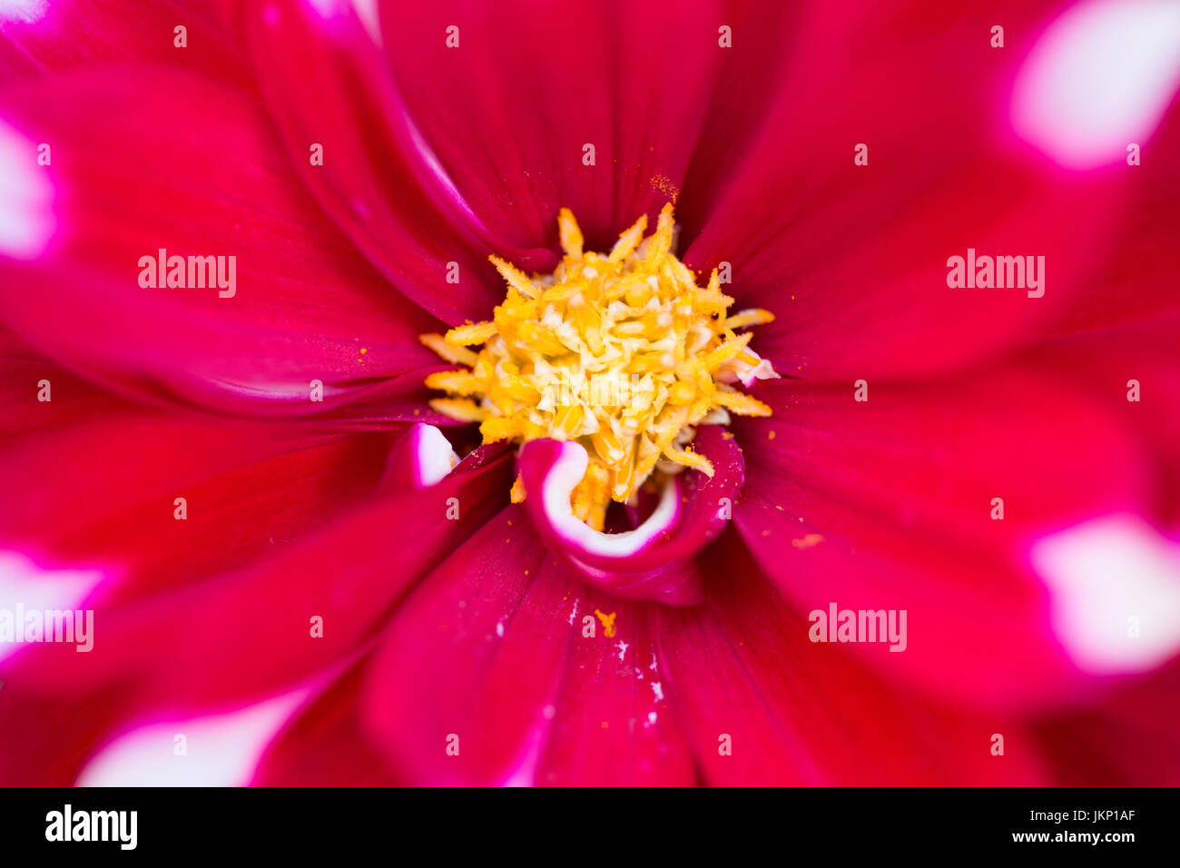 Merthyr Tydfil, South Wales, UK. 24 July 2017. UK weather: Dahlia in bloom in the sunny evening light today. Credit: Andrew Bartlett/Alamy Live News. Stock Photo