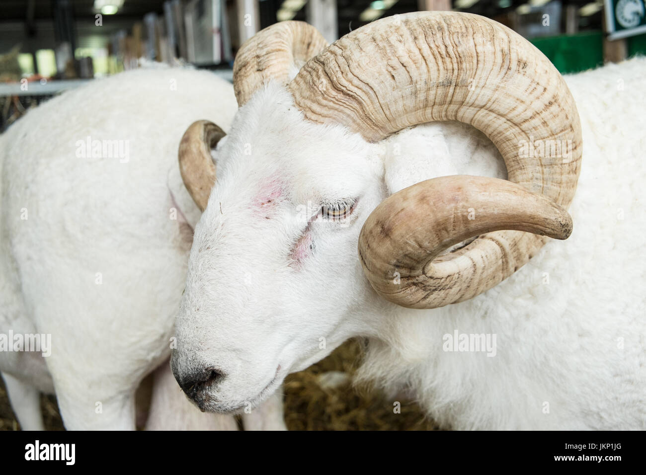 Builth Wells, Wales, UK. 24th July, 2017. Wiltshire Horn Sheep in its pen at The Royal Welsh Showground.Llanelwedd, Builth Wells, Powys, Wales, UK.Sunny opening day of the 4 day event, which is the largest of its kind in Europe. Credit: Paul Quayle/Alamy Live News Stock Photo