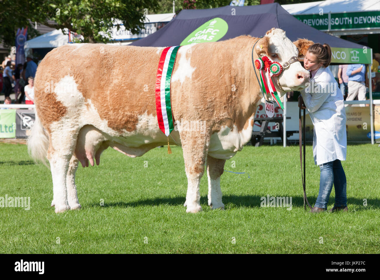 Builth Wells, Wales, UK. 24th July, 2017. Judged to be the best animal of all the cattle breeds judged,this Simmental took top prize.With handler at the cattle ring at The Royal Welsh Showground.Llanelwedd,Builth Wells,Powys,Wales,UK.Sunny opening day of the 4 day event,which is the largest of its kind in Europe. Credit: Paul Quayle/Alamy Live News Stock Photo