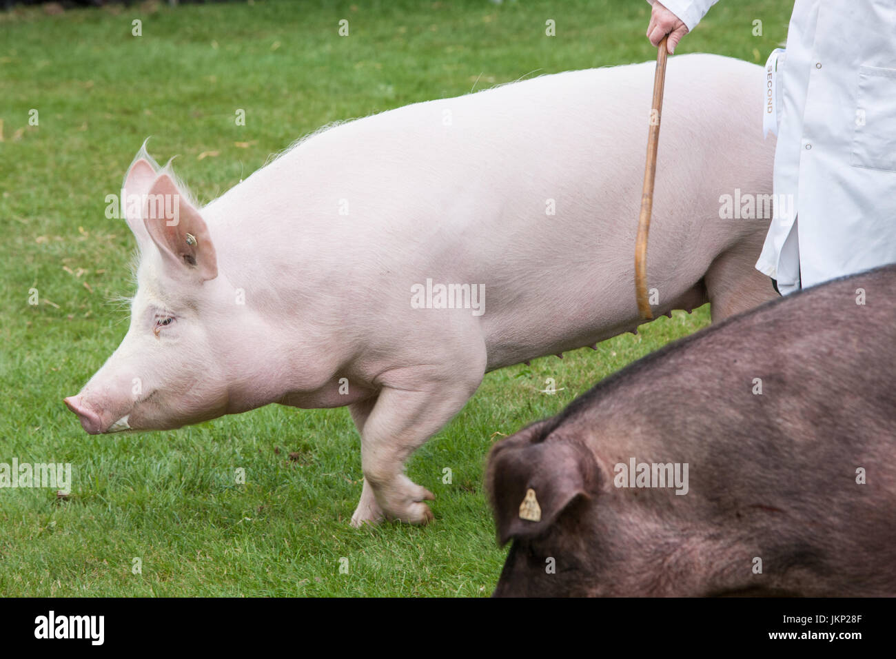 Builth Wells, Wales, UK. 24th July, 2017. Large White pig at The Royal Welsh Showground.Llanelwedd,Builth Wells,Powys,Wales,UK.Sunny opening day of the 4 day event,which is the largest of its kind in Europe. Credit: Paul Quayle/Alamy Live News Stock Photo