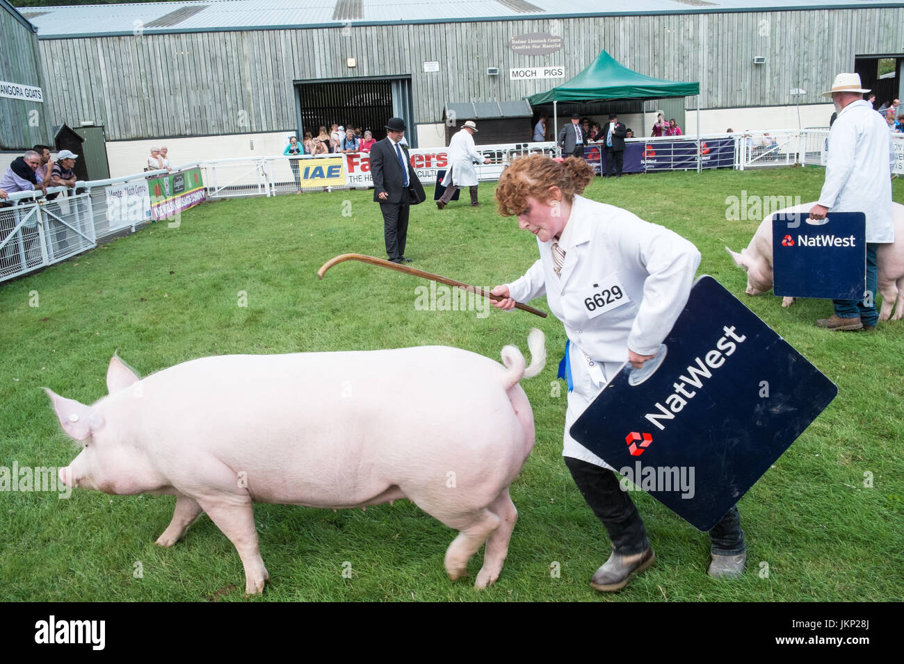 Builth Wells, Wales, UK. 24th July, 2017. Difficult to control 'Large White' breed pig at The Royal Welsh Showground.Llanelwedd,Builth Wells,Powys,Wales,UK.Sunny opening day of the 4 day event,which is the largest of its kind in Europe. Credit: Paul Quayle/Alamy Live News Stock Photo